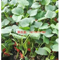 揭阳羊角蜜甜瓜苗 早春甜瓜苗厂家