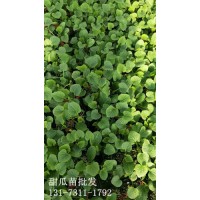 阳江批发薄皮甜瓜苗 博洋甜瓜苗育苗场