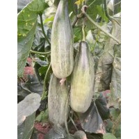 南京甜瓜苗专育 绿宝甜瓜苗批发基地