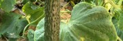芜湖密刺大黄瓜苗 寿光黄瓜育苗厂