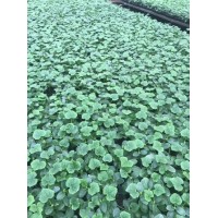 马鞍山育旱黄瓜苗 大刺包田骄七号黄瓜苗
