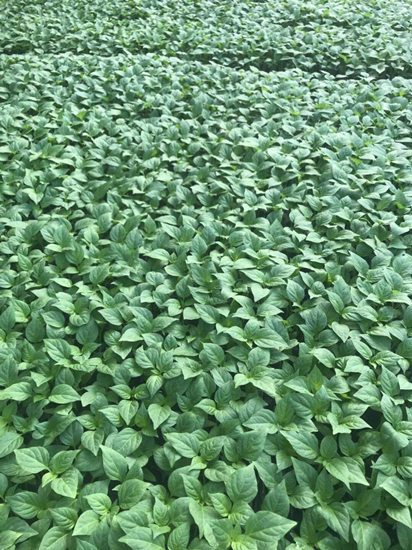 苏州代育辣椒苗 线辣椒苗基地