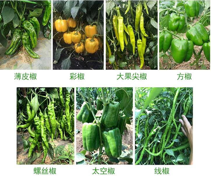 辣椒苗苗