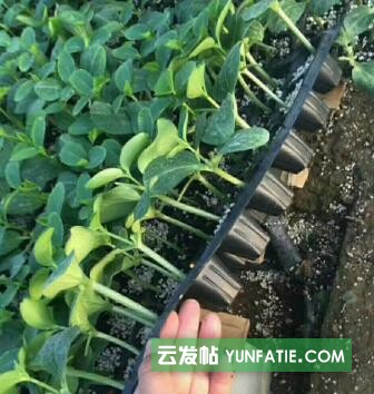 五莲黄瓜苗育苗的_预定嫁接黄瓜苗基地