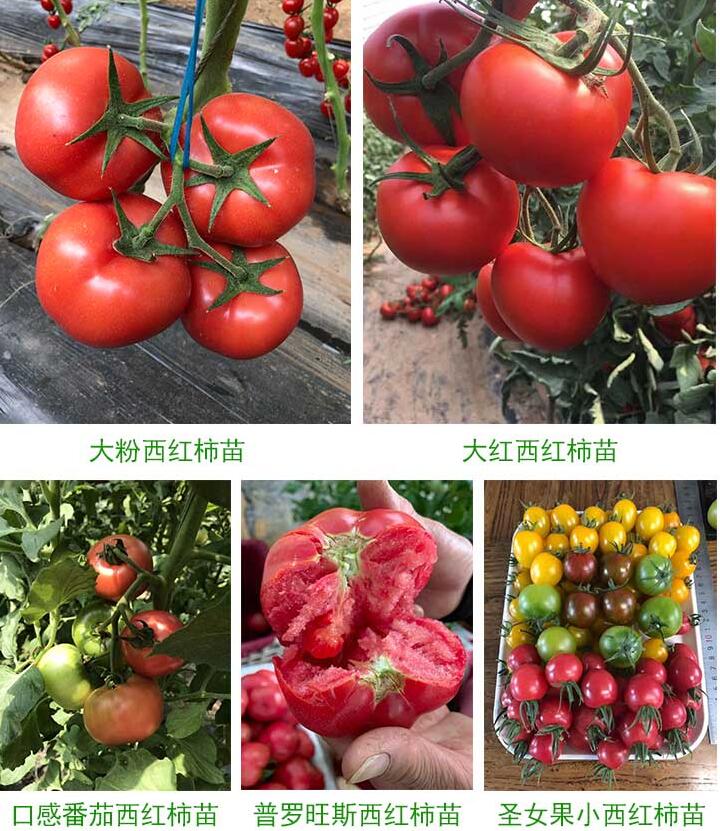 西红柿苗苗苗